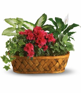 Plants Galore H901A