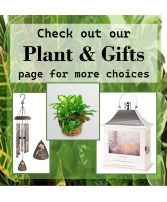Plants & Gift Page Dish Garden