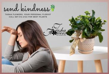 Send Kindness Houseplants in Baltimore, MD | Tasha Flowers-Your Personal Florist