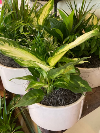 Plants in ceramic pots. 