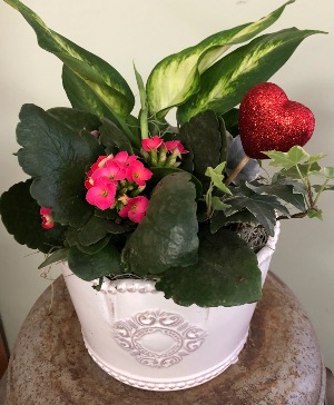 Plants of love Plants