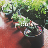 Plants Plant