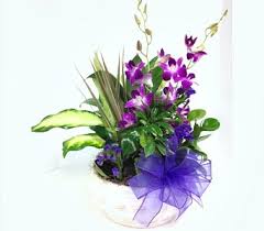 Pleasantly Purple Dish Garden With Fresh Cut Orchids
