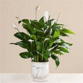 Please lily Plant
