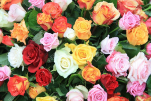 PLEASE NOTE IN SPECIAL INSTRUCTIONS THE COLOR OF ROSES YOU WOULD LIKE OTHER THAN RED in Fort Lauderdale, FL | ENCHANTMENT FLORIST PLEASE NOTE IN SPECIAL INSTRUCTIONS THE COLOR OF ROSES YOU WOULD LIKE OTHER THAN RED in Fort Lauderdale, FL | ENCHANTMENT FLORIST