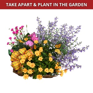 Plentiful Perennials 