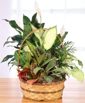 Plentiful Plant Basket Dish Garden