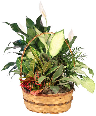 Plentiful Plant Basket Dish Garden in Talladega, AL | GAITHER'S FLORIST