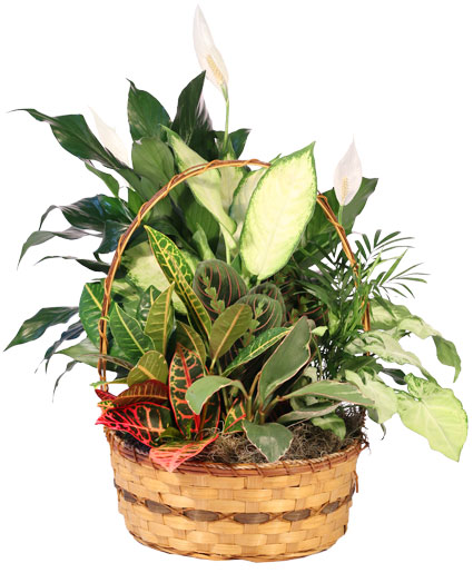 Plentiful Plant Basket Dish Garden in Park Falls, WI - The Blumenhaus