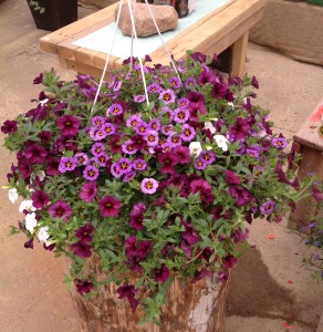 Plum Crazy Basket Hanging Basket