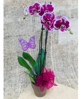 Plum Perfection  Blooming Orchid Plant