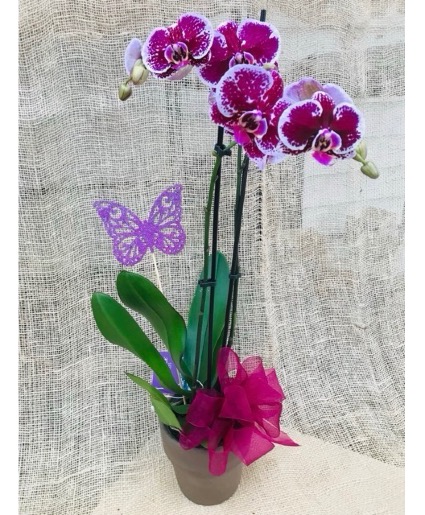 Plum Perfection  Blooming Orchid Plant