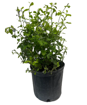 Plumbago Auriculata Live Plant