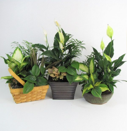 Plush Planters Planter