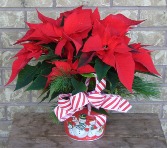 POINSETTA PLANTER Indoor Blooming Plant