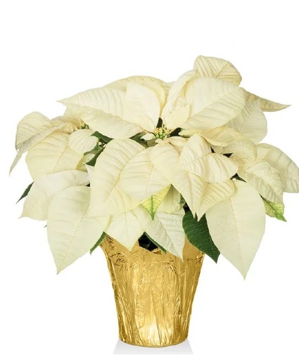 POINSETTA WHITE
