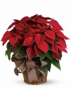 Category Image