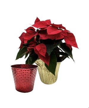 Poinsettia Instant Gift 4" Decorative Potted Plant