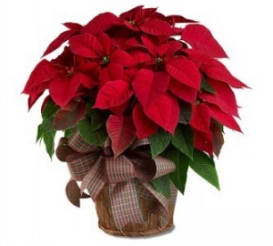 Poinsettia 
