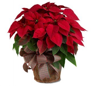 Poinsettia 