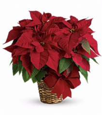 Poinsettia 