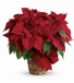 Poinsettia 