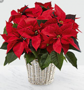 Poinsettia  BloomingPlant