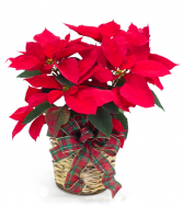 Poinsettia  