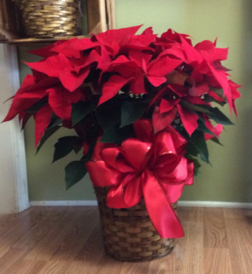 Poinsettia