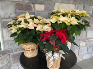 Poinsettia 