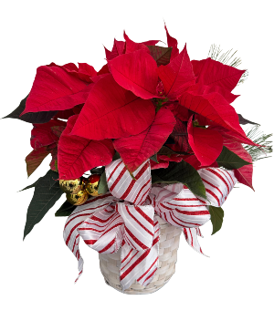 Poinsettia  6.5 Inch 