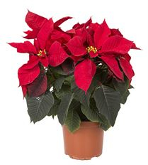 Poinsettia RED CURRENTLY SOLD OUT RED IS CURRENTLY SOLD OUT