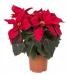 Poinsettias - variety of colors and sizes Variety