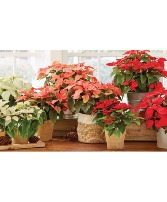 Poinsettia 