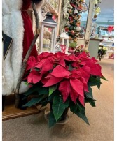 Poinsettia 