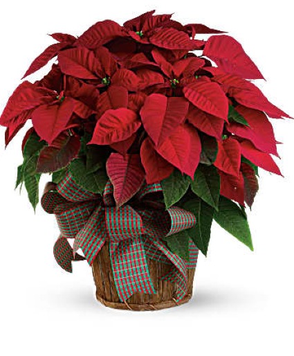 Poinsettia 