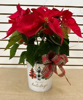 PoinSettia 6