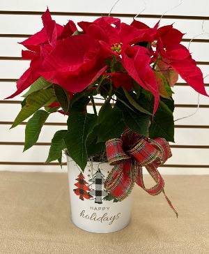 PoinSettia 6"  Med 