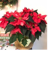 poinsettia 