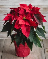 Poinsettia 