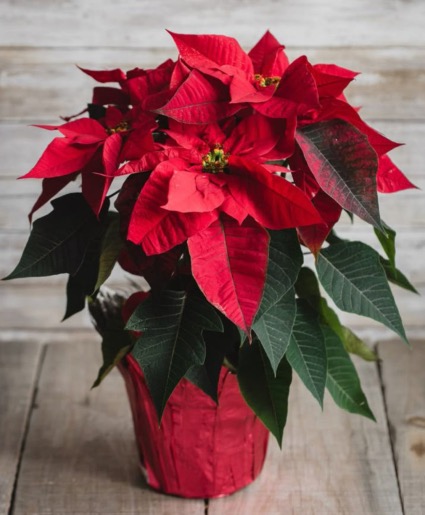 Poinsettia 