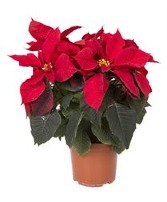 Poinsettia 