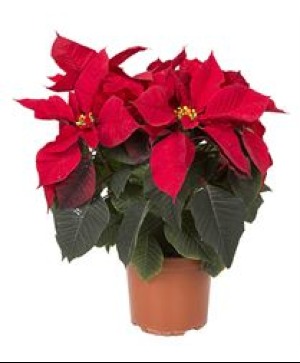 Poinsettia 