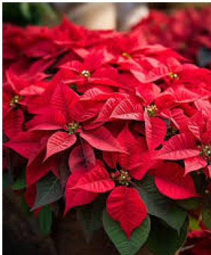 Poinsettia  