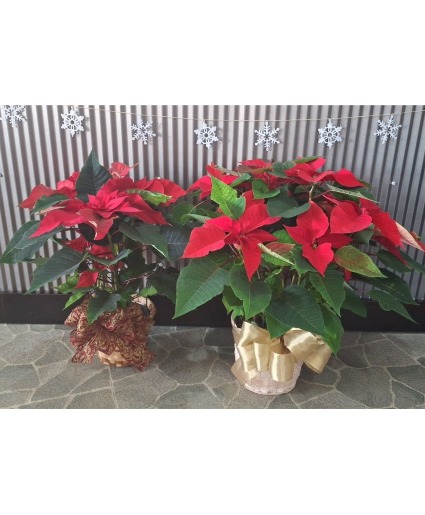 Poinsettia 