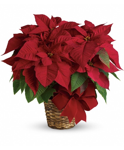 Poinsettia 