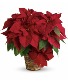 Poinsettia 