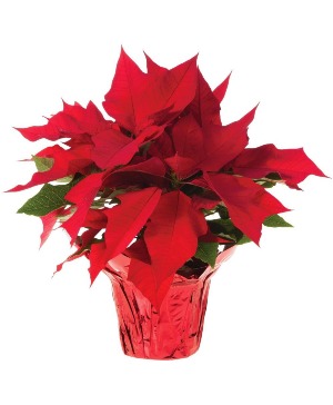 Poinsettia 