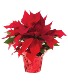 Poinsettia 