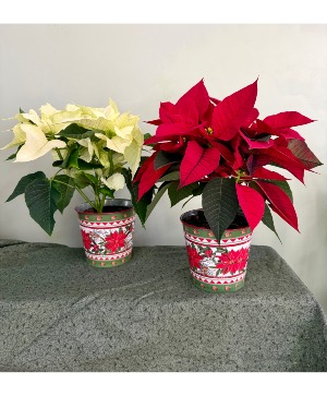 Poinsettia  